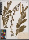 Foto von Salix cinerea L. x Salix nigricans Sm.